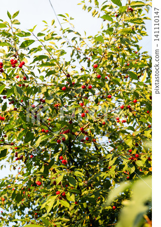 Cherry tree branches laden with ripe red fruit, ready for summer harvest in an outdoor garden Cherry tree branches laden with ripe red fruit, ready for summer harvest in an outdoor garden 141110147