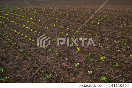 Young plants emerging from rich earth in a large farm field, showing the beginning of agricultural growth and cultivation Young plants emerging from rich earth in a large farm field, showing the beginning of agricultural growth and cultivation 141110204