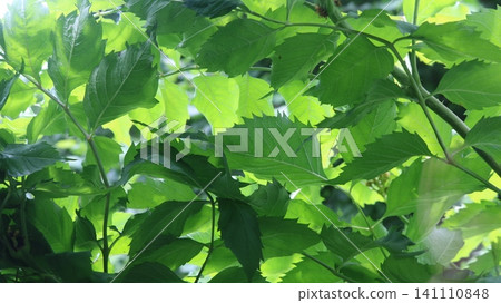 The bush's dense, bright green foliage is captured close-up from the bottom up. The jagged, serrated leaves overlap each other, creating a dense, natural pattern through which soft sunlight filters. The bush's dense, bright green foliage is captured close-up from the bottom up. The jagged, serrated leaves overlap each other, creating a dense, natural pattern through which soft sunlight filters. 141110848