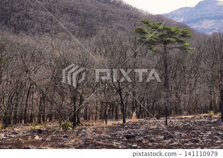 Withered trees Withered trees 141110979