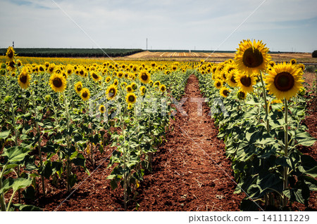 Summer in Andalusia, a vibrant sunflower field in Carmona countryside Summer in Andalusia, a vibrant sunflower field in Carmona countryside 141111229