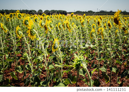 Summer in Andalusia, a vibrant sunflower field in Carmona countryside Summer in Andalusia, a vibrant sunflower field in Carmona countryside 141111231