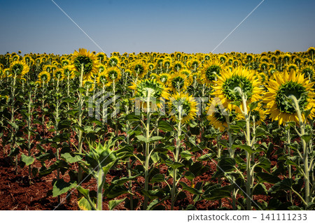Summer in Andalusia, a vibrant sunflower field in Carmona countryside 141111233