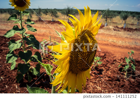 Summer in Andalusia, a vibrant sunflower field in Carmona countryside 141111252