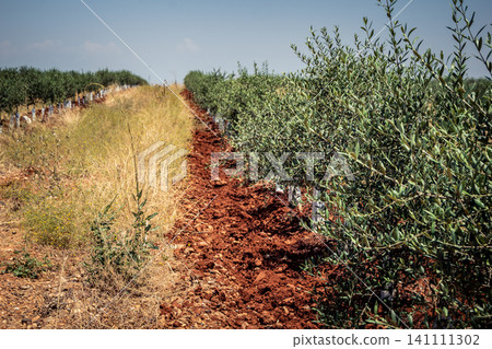 Agriculture in Andalusia, a field of young olive trees in Carmona Agriculture in Andalusia, a field of young olive trees in Carmona 141111302