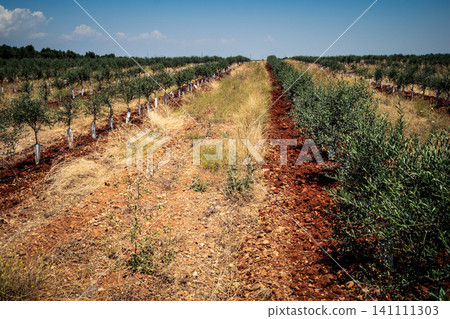 Agriculture in Andalusia, a field of young olive trees in Carmona Agriculture in Andalusia, a field of young olive trees in Carmona 141111303