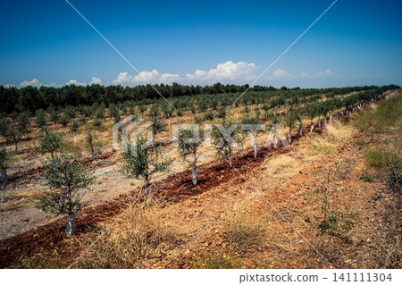 Agriculture in Andalusia, a field of young olive trees in Carmona 141111304