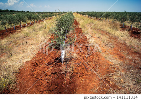 Agriculture in Andalusia, a field of young olive trees in Carmona Agriculture in Andalusia, a field of young olive trees in Carmona 141111314