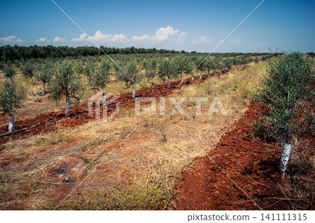 Agriculture in Andalusia, a field of young olive trees in Carmona Agriculture in Andalusia, a field of young olive trees in Carmona 141111315