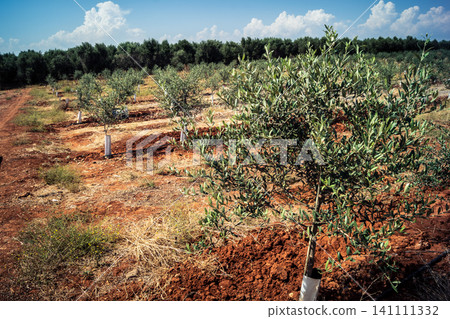 Agriculture in Andalusia, a field of young olive trees in Carmona Agriculture in Andalusia, a field of young olive trees in Carmona 141111332