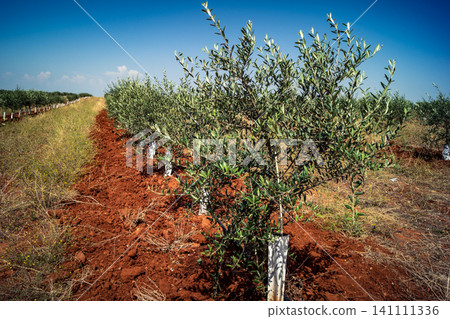 Agriculture in Andalusia, a field of young olive trees in Carmona Agriculture in Andalusia, a field of young olive trees in Carmona 141111336