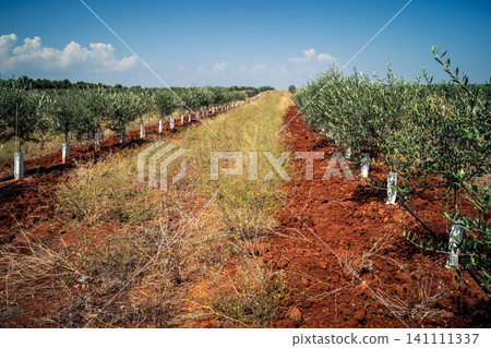 Agriculture in Andalusia, a field of young olive trees in Carmona Agriculture in Andalusia, a field of young olive trees in Carmona 141111337