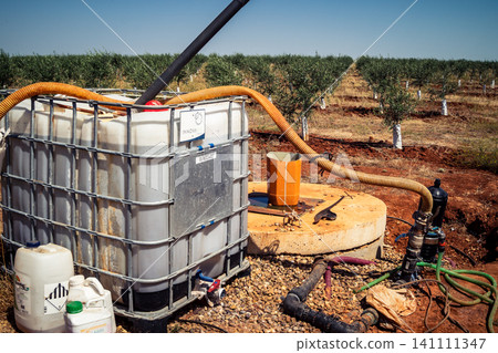 Agriculture in Andalusia, a field of young olive trees in Carmona Agriculture in Andalusia, a field of young olive trees in Carmona 141111347