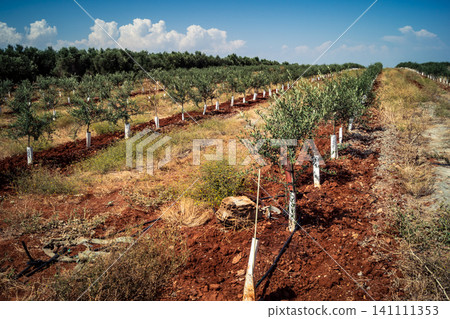 Agriculture in Andalusia, a field of young olive trees in Carmona Agriculture in Andalusia, a field of young olive trees in Carmona 141111353