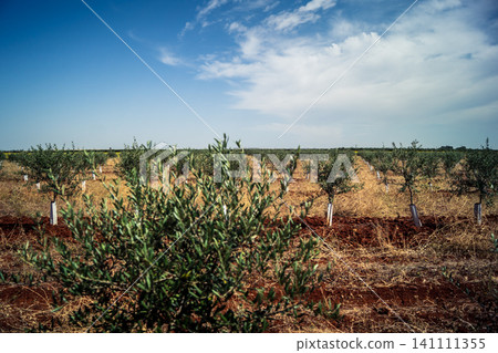 Agriculture in Andalusia, a field of young olive trees in Carmona Agriculture in Andalusia, a field of young olive trees in Carmona 141111355