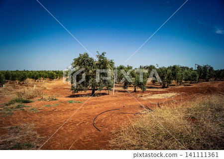 Agriculture in Andalusia, a field of young olive trees in Carmona 141111361