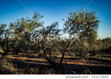 Majestic Ancient Olive Grove in the Heart of Andalusia Majestic Ancient Olive Grove in the Heart of Andalusia 141111693
