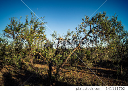 Majestic Ancient Olive Grove in the Heart of Andalusia Majestic Ancient Olive Grove in the Heart of Andalusia 141111702