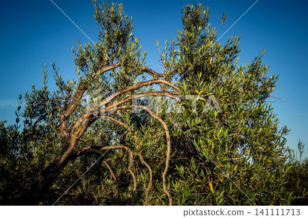 Majestic Ancient Olive Grove in the Heart of Andalusia Majestic Ancient Olive Grove in the Heart of Andalusia 141111713