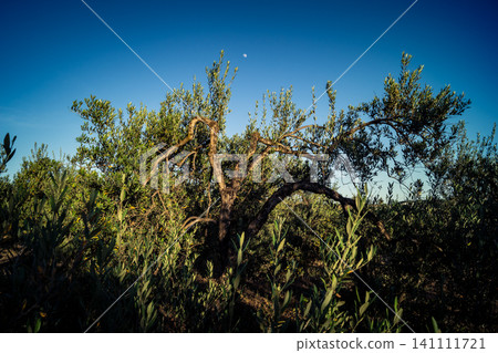 Vibrant Olive Tree Leaves Under Andalusian Sunlight Vibrant Olive Tree Leaves Under Andalusian Sunlight 141111721