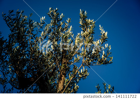 Vibrant Olive Tree Leaves Under Andalusian Sunlight Vibrant Olive Tree Leaves Under Andalusian Sunlight 141111722