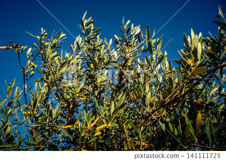 Vibrant Olive Tree Leaves Under Andalusian Sunlight Vibrant Olive Tree Leaves Under Andalusian Sunlight 141111725