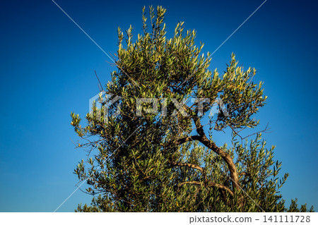 Vibrant Olive Tree Leaves Under Andalusian Sunlight Vibrant Olive Tree Leaves Under Andalusian Sunlight 141111728