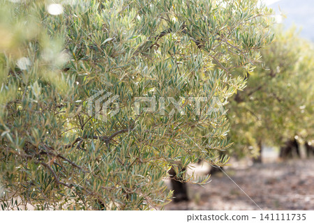 serene field featuring a row of lush olive trees, showcasing their vibrant green leaves under a clear blue sky serene field featuring a row of lush olive trees, showcasing their vibrant green leaves under a clear blue sky 141111735