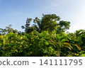 Low angle view of green palm leaves against a clear blue sky. 141111795