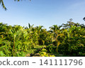 Low angle view of green palm leaves against a clear blue sky. 141111796
