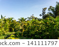 Low angle view of green palm leaves against a clear blue sky. 141111797