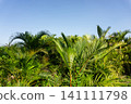 Low angle view of green palm leaves against a clear blue sky. 141111798