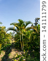Low angle view of green palm leaves against a clear blue sky. 141111799