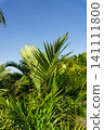 Low angle view of green palm leaves against a clear blue sky. 141111800