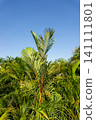 Low angle view of green palm leaves against a clear blue sky. 141111801