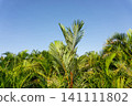 Low angle view of green palm leaves against a clear blue sky. 141111802