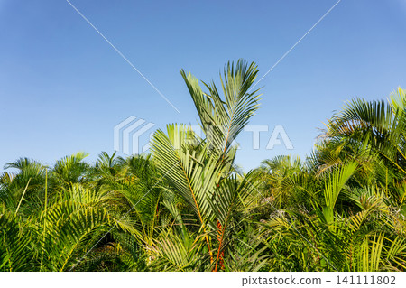 Low angle view of green palm leaves against a clear blue sky. 141111802
