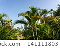 Low angle view of green palm leaves against a clear blue sky. 141111803
