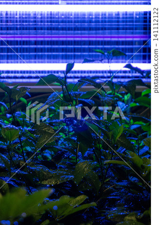 Green plants under purple grow lights indoors Green plants under purple grow lights indoors 141112122