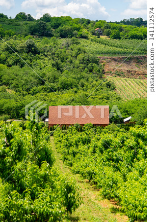 Green hillside orchard with rural house and lush farmland in summer sunshine. Green hillside orchard with rural house and lush farmland in summer sunshine. 141112574