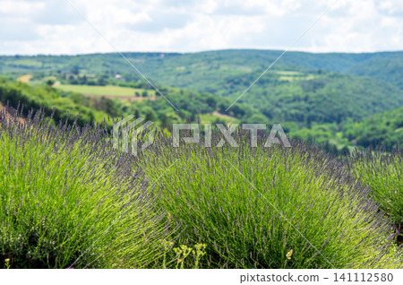 Rows of lavender among lush greenery against the backdrop of a sunny summer mountain landscape. Rows of lavender among lush greenery against the backdrop of a sunny summer mountain landscape. 141112580