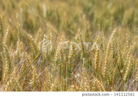 Background of golden ears of wheat on a sunlit field 141112581