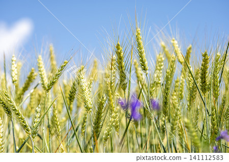 Young green ears of wheat in a sunlit field against a blue sky Young green ears of wheat in a sunlit field against a blue sky 141112583