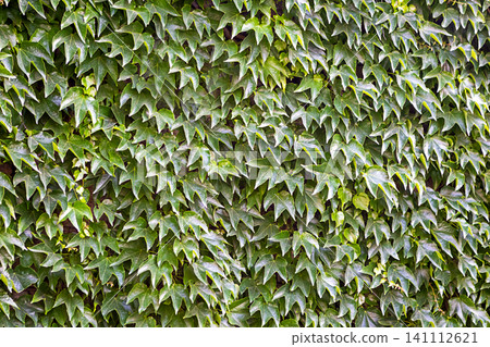 Green ivy covering a wall creating a lush textured backdrop of overlapping leaves Green ivy covering a wall creating a lush textured backdrop of overlapping leaves 141112621
