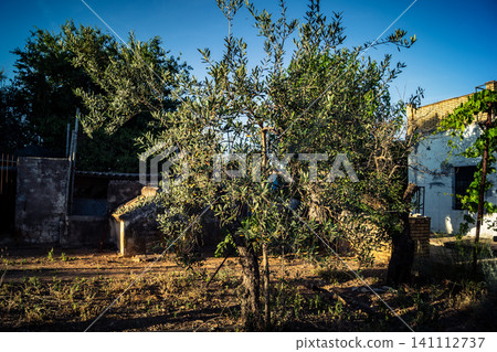 Majestic Ancient Olive Grove in the Heart of Andalusia Majestic Ancient Olive Grove in the Heart of Andalusia 141112737