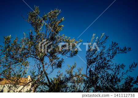 Majestic Ancient Olive Grove in the Heart of Andalusia 141112738