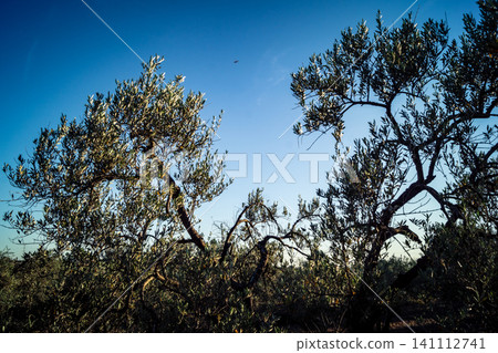 Majestic Ancient Olive Grove in the Heart of Andalusia Majestic Ancient Olive Grove in the Heart of Andalusia 141112741