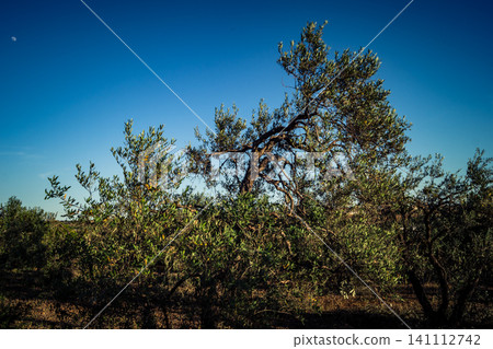 Majestic Ancient Olive Grove in the Heart of Andalusia Majestic Ancient Olive Grove in the Heart of Andalusia 141112742