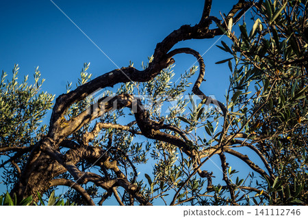 Textured Bark of an Ancient Andalusian Olive Tree 141112746