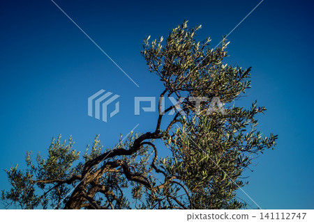 Majestic Ancient Olive Grove in the Heart of Andalusia Majestic Ancient Olive Grove in the Heart of Andalusia 141112747